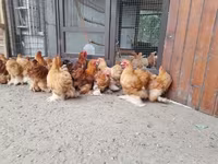 Pekin Bantam — zdjęcie 6