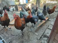 Marans — Foto 5