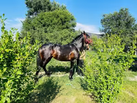 Cheval, Swedish warmblood horse — photo 4
