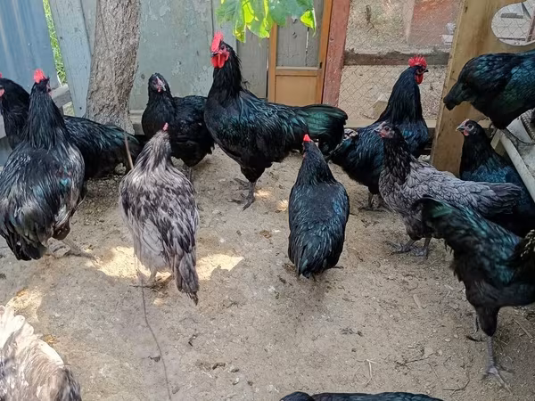 ऑस्ट्रेलियन पिट गेम फाउल