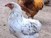 Chickens — photo 3