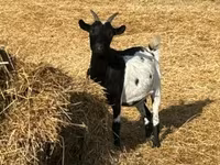 Koza, Dutch Landrace goats — zdjęcie 6