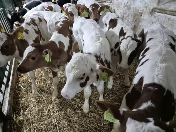 Taureau, Simmental cattle