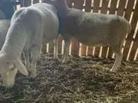 母羊, Merinoland sheep — 照片 1