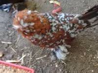 Chickens — 照片 1