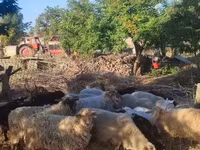 绵羊（批次，未指定性别）, Dorper sheep — 照片 3