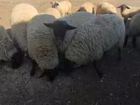 मेढ़ा, White Suffolk sheep — फ़ोटो 3