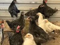 gallina danesa — foto 5