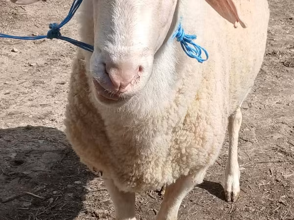 Widder, Assaf sheep