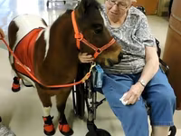 公马, Miniature horse — 照片 5