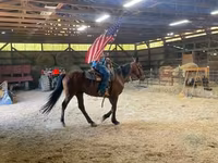 Cheval, Standardbred — photo 1