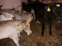 Taureau, Simmental cattle — photo 2