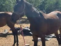 घोड़ी, Nonius horse — फ़ोटो 8