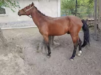 حصان, Karachay horse — الصورة 1