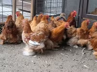 Pekin Bantam — zdjęcie 1