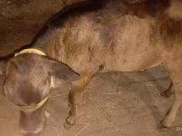 Vache, Ukrainian Brown Dairy Cattle — photo 5