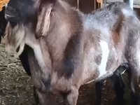 Kozioł, Nubian Goat — zdjęcie 3