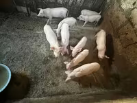 मादा सूअर, Ландрас — फ़ोटो 6