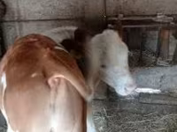 सांड, हंगेरियन ग्रे नस्ल — फ़ोटो 2