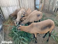 Brebis, Cameroon sheep — photo 1