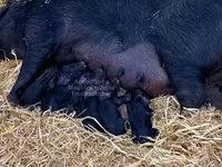 Pigs (batch, sex not specified), Баскская — photo 2