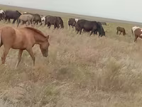 Klisna, Mugalzhar horse — foto 4