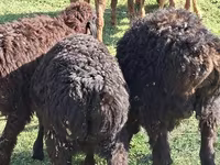 Bélier, Moutons — photo 3