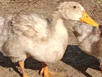 Canard musqué domestique — photo 4