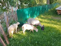 Chèvre, Kejobong goat — photo 3