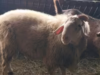 كبش, Assaf sheep — الصورة 3
