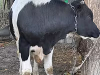 Buğa, Russian Black pied cattle — foto 3
