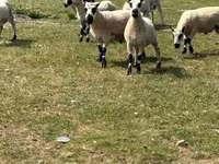 घोड़ा, Kerry Bog Pony — फ़ोटो 5