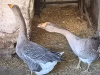 Geese — photo 1