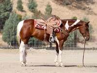 Horse (M), American paint horse — photo 3