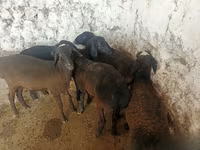 Moutons (lot, sexe non indiqué), Moutons — photo 3