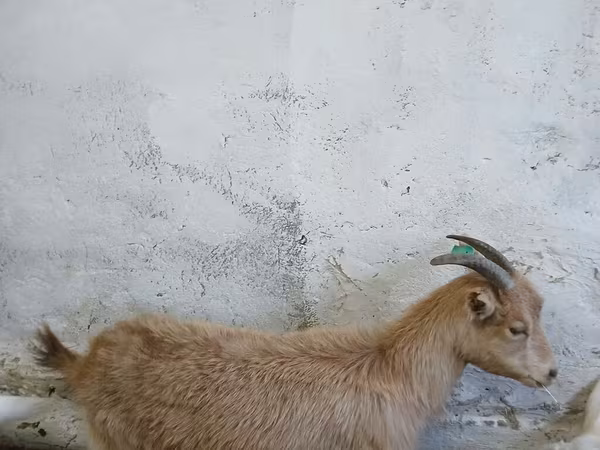 母山羊, Saanen goat