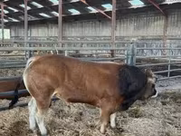 Toro, Partenaise cattle — foto 4