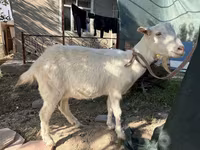 बकरी, Russian White goat — फ़ोटो 4