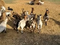 बकरी, Dutch Landrace goats — फ़ोटो 2