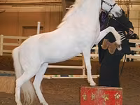 Mare, Miniature horse — photo 4