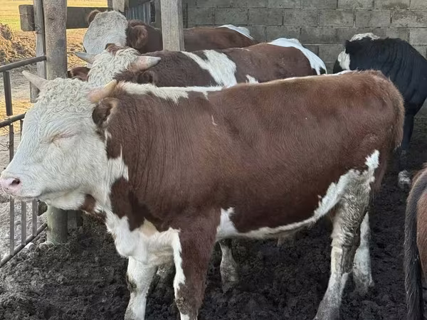 Taureau, Simmental cattle