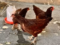 Rhode Island Red — foto 1
