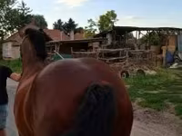 Jument, Chevaux — photo 1