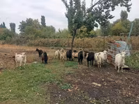Koza, Alpine goat — foto 1