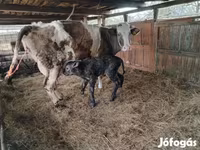 गाय, भूरा लातवियाई — फ़ोटो 6