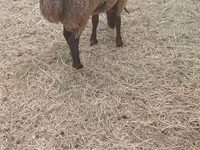 Moutons (lot, sexe non indiqué), Moutons — photo 5