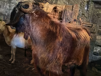 Boucs, Kamori goats — photo 2