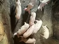 मादा सूअर, Датский ландрас — फ़ोटो 2