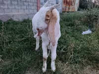Boucs, Gulabi goats — photo 2