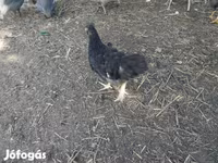 Chickens — foto 2